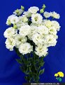 Eustoma Elegant White